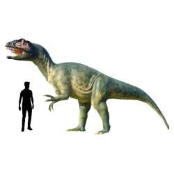 Allozaur C453a-h300x600x120cm